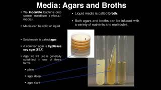 Lab Exercise 1 Introduction to Microbiology [upl. by Anitahs]