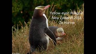 Yelloweyed Penguin New Zealand [upl. by Ecertak]