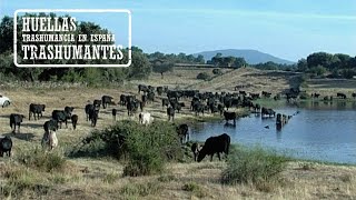 EL CORDEL DE LAS AVILEÑAS Trashumancia de Extremadura a Gredos [upl. by Eisso]