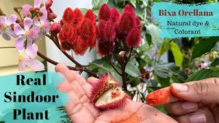 Real Sindoor plantBixa OrellanaLipstick treeHow to grow and its uses BackyardGardeningbySwati [upl. by Esinahs]