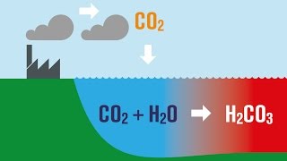 Ocean Acidification Explained [upl. by Htes]