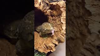 Leachianus Gecko eats a Pinky Mouse shorts [upl. by Ad444]