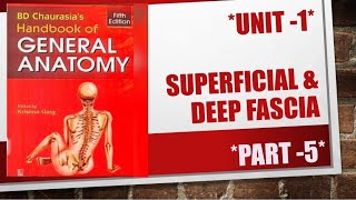 What is a Superficial amp Deep fasciaUnit 1  part 5th  general anatomy [upl. by Naasah]