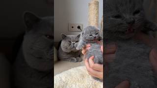 British shorthair cat father and son 🤗 COPYCAT britishshorthair catlover cat kitten littlecat [upl. by Inger998]