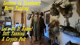 How to soft tan coyote pelts at home Coming Soontaxidermy howto wildlife [upl. by Dewhirst]