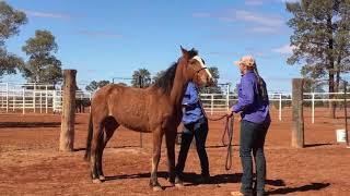 4BP Horses  Back somersault off a 4 day trained wild horse [upl. by Mehala]