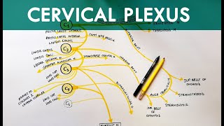 Cervical Plexus  Anatomy Tutorial [upl. by Rainwater]