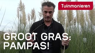 Pampasgras het grootste gras in de tuin  Tuinmanieren [upl. by Hayikat]