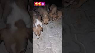 dogs food puppy straydog funny viralvideo streetdog dog doglover XXL11TEAM [upl. by Moselle407]