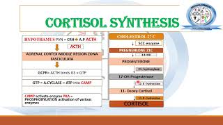 Biosynthesis of Steroid Hormones  Corticosteroids  Medicinal Chemistry [upl. by Cheyne]