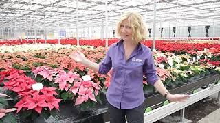 Poinsettia Looking Good Video 4th November 2024 [upl. by Arahas]