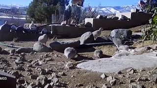 Loggerhead shrike attacks and kills sparrow [upl. by Napra]