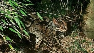 Marble Cat Spotted in Yunnan Nature Reserve [upl. by Elli]