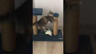 Kedi Venüs oyuncağı ile oynuyor cat Kedi katze kitten shorts funnycats [upl. by Dronel]