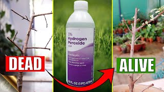 HOW TO CORRECTLY USE HYDROGEN PEROXIDE IN YOUR GARDEN [upl. by Nellac11]