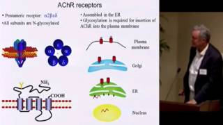 Myasthenic Syndromes and CDGs [upl. by Robinet]