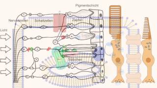 Phototransduktion  Wie sehen wir [upl. by Eledoya522]