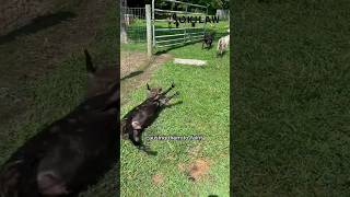 Fainting Goats Natures Funniest Surprise 🐐😲 [upl. by Adall]