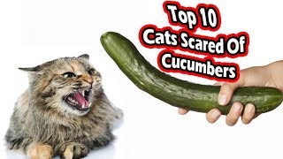 Top 10 cats scared of cucumbers cats vs cucumbers [upl. by Normie]