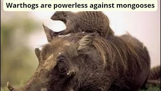 Warthogs are powerless against mongooses and heres why [upl. by Notnilc]