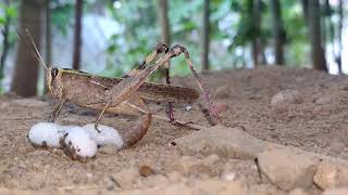 Amazing 😍 A Grasshopper laying eggs😱 [upl. by Ybor958]