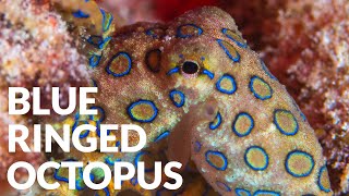 Worlds Most Deadly Octopus ft Blue Ringed Octopus [upl. by Jamima65]