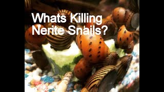 Nerite Snails Why They Die In Your Freshwater Aquarium [upl. by Jeanie]