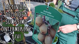 Actinidia deliciosa Solissimo – Öntermékeny kivi [upl. by Lobell]