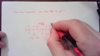 Drawing a tripeptide at pH 7 [upl. by Ravo]