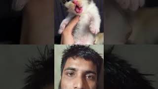 So cute। kitten catmantoo cat caturday cute catmeo catlover meow kucinglucu funny [upl. by Alleras26]