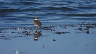 Ringed Plover Corriere grosso Charadrius hiaticula [upl. by Nyliram]