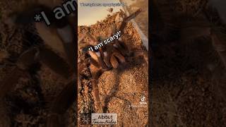 Tarantula attacking me🤨😡 arachnids spider tarantula insects spiders tarantulas nature [upl. by Ilrahc]