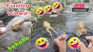 Catching frog funny make you laugh  cute frog jumping for fun  funny catch frog video [upl. by Nerro228]