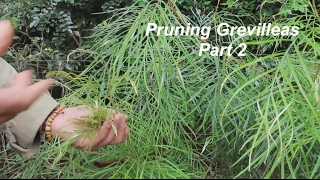 Pruning Grevilleas Part 2 [upl. by Golliner]