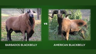 Barbados Blackbelly Sheep vs American Blackbelly Sheep [upl. by Cathi]