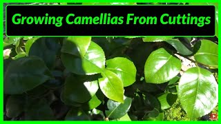 How to Grow  Propagate Camellias from Cuttings [upl. by Harberd280]