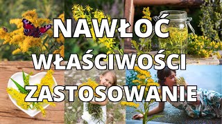 Nawłoć Kanadyjska i Pospolita 💚Pyszna Herbata🫖 🍵 Kwiaty i Zioła 🌱🌿 Właściwości i Zastosowanie [upl. by Kcirrag]