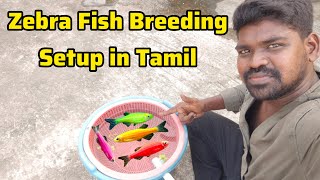 zebrafish breeding in tamil 🐠 100 results ❤️😍  90s Nayagan  fish zebrafishbreeding aquarium [upl. by Etnaid694]