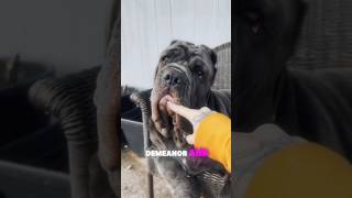 Neapolitan Mastiff  Ancient Rome Guardian [upl. by Epilef215]