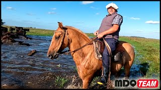 VUELVE EL PROFESOR DEL PINO A VIDA CAMPESTRE [upl. by Ydne]