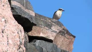 Wheatear on top of the stone wall vocalizing [upl. by Orola357]