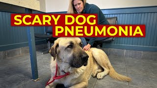 Viral Bacterial Dog Pneumonia  Sick Dog with Cough  How Dog Pneumonia is Spread Symptoms Treated [upl. by Ibob]