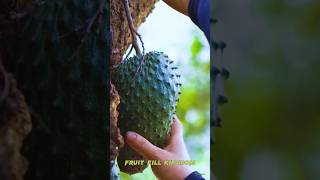 🥝 Tropical Delight Cutting Ripe Soursop Fruit Right Off the Tree graviola soursop fruit shorts [upl. by Xxam]