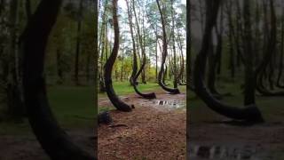 Mysterious Story about Crooked Forest in Poland  viralvideo facts trending shorts [upl. by Nylhtak]