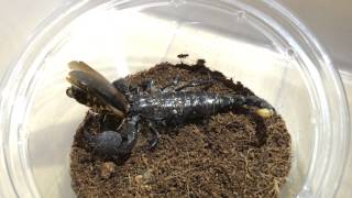 Emperor Scorpion Feeding Blaptica Dubia Roach [upl. by Hnahc]