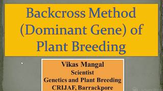 Backcross Method for Dominant Gene Transfer  Vikas Mangal Scientist ICAR  CRIJAF [upl. by Emarie]