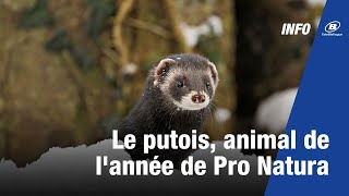 Le putois animal de lannée de Pro Natura [upl. by Aisatsanna]