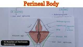 Perineal Body  Perineum 26 [upl. by Nisen]