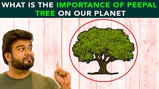 What Is The Importance Of Peepal Tree On Our Planet  Anuj Ramatri  An EcoFreak [upl. by Jurdi]