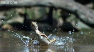 Jesus christ lizard w Fitting music [upl. by Rafaellle713]